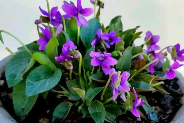 紫花地丁在阳台怎么养，要每隔3天给植株浇水一次