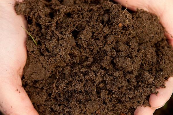 紫花地丁在阳台怎么养，要每隔3天给植株浇水一次