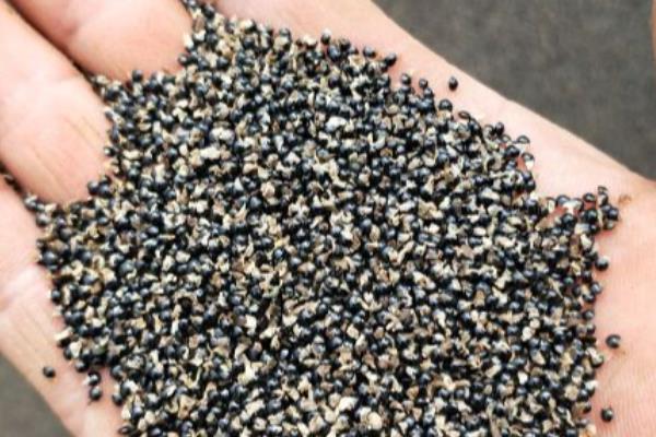 紫花地丁在阳台怎么养，要每隔3天给植株浇水一次