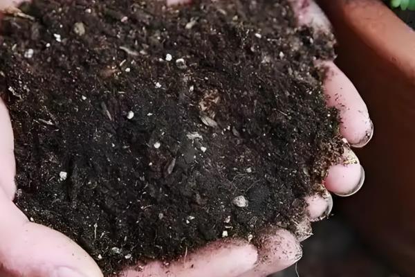 怎么养橡皮树，1-2年对进行一次换盆