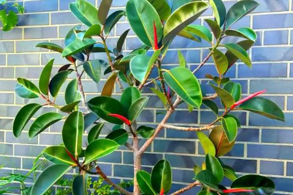 怎么养橡皮树，1-2年对进行一次换盆