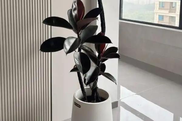 怎么养橡皮树，1-2年对进行一次换盆