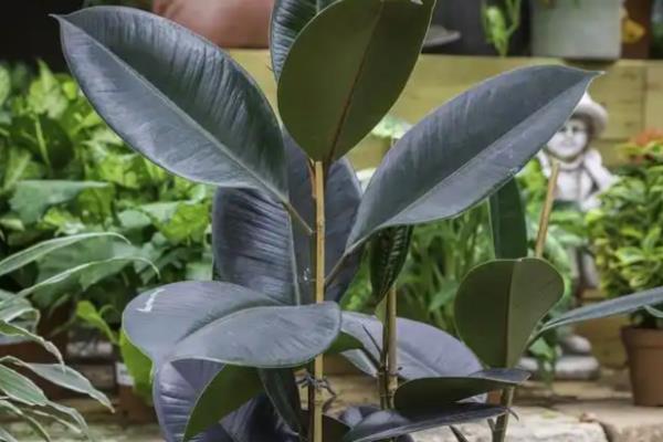 怎么养橡皮树，1-2年对进行一次换盆