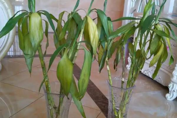 富贵竹叶子发黄如何补救，需立刻为富贵竹更换培养水