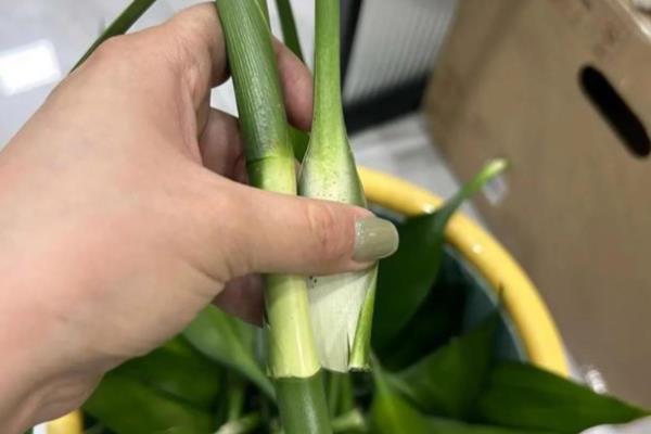 富贵竹叶子发黄如何补救，需立刻为富贵竹更换培养水