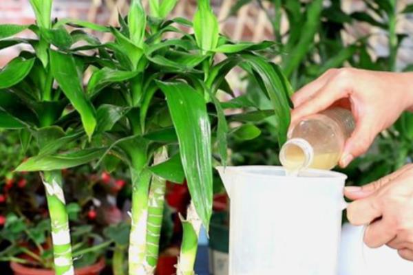 富贵竹叶子发黄如何补救，需立刻为富贵竹更换培养水