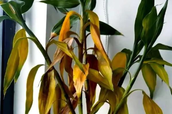 富贵竹叶子发黄如何补救，需立刻为富贵竹更换培养水