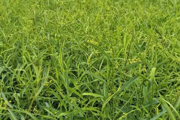 柴胡几年能收获，播种1-2年后即可收获
