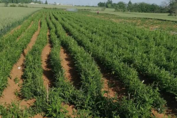 柴胡几年能收获，播种1-2年后即可收获