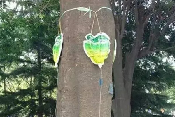 沉香和沉香木的区别,价格和作用均不同