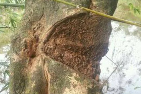 沉香和沉香木的区别,价格和作用均不同