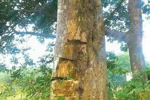 沉香和沉香木的区别,价格和作用均不同