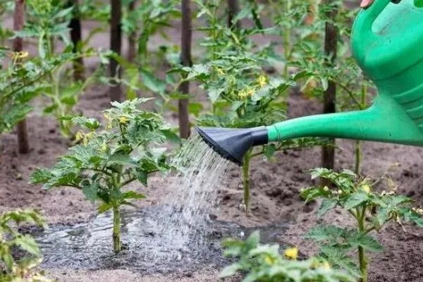 西红柿的幼苗期管理方法,将温度控制在25℃