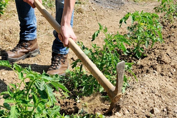 西红柿的幼苗期管理方法,将温度控制在25℃