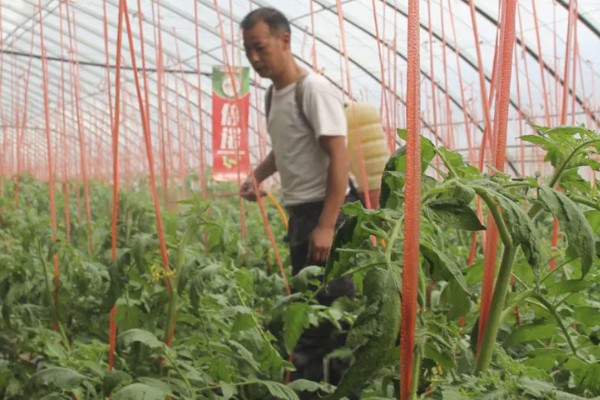 西红柿的幼苗期管理方法,将温度控制在25℃