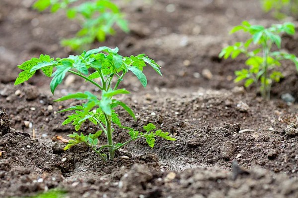 西红柿的幼苗期管理方法,将温度控制在25℃