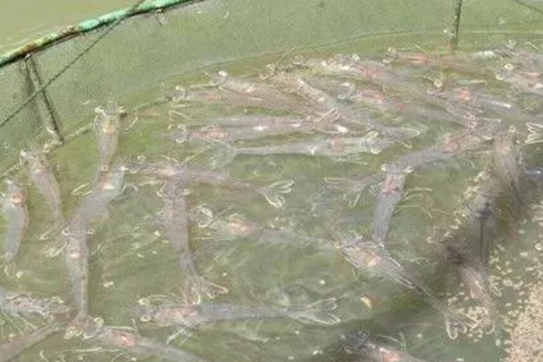 养殖对虾的条件，水体透明度达到25-30厘米