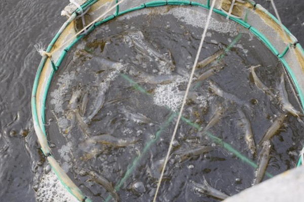 养殖对虾的条件，水体透明度达到25-30厘米