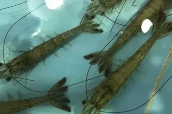 养殖对虾的条件，水体透明度达到25-30厘米