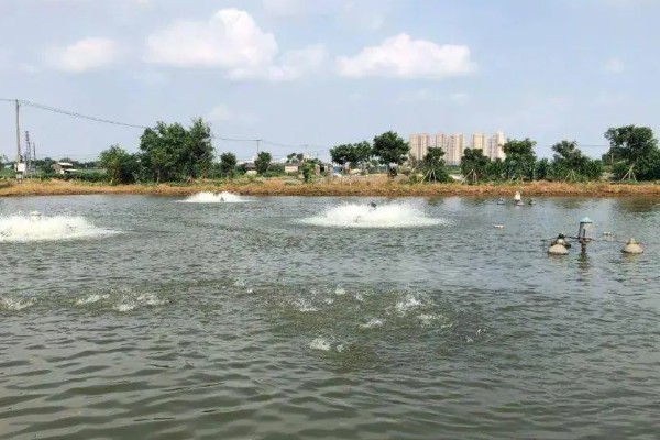 养殖对虾的条件，水体透明度达到25-30厘米