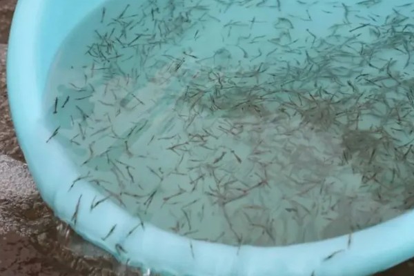 养殖对虾的条件，水体透明度达到25-30厘米