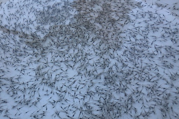 养殖对虾的条件，水体透明度达到25-30厘米