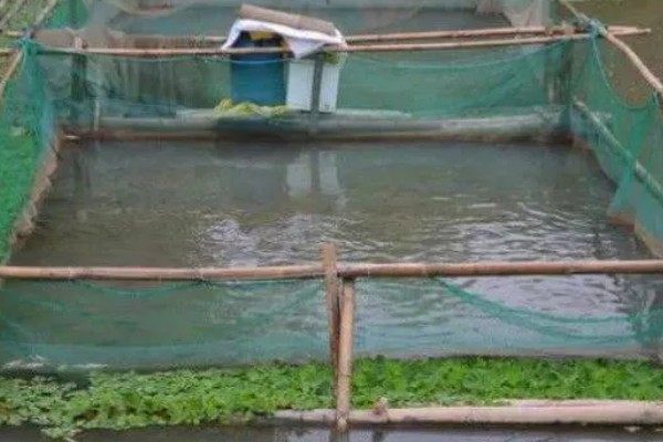 养殖对虾的条件，水体透明度达到25-30厘米