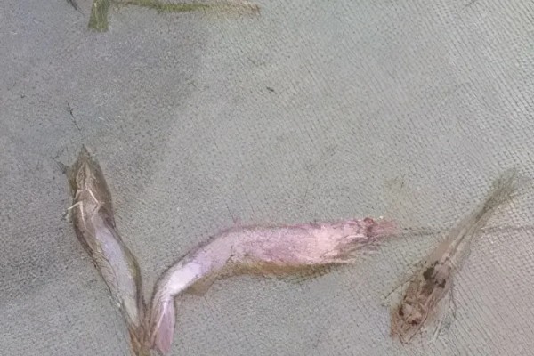 养殖对虾的条件，水体透明度达到25-30厘米