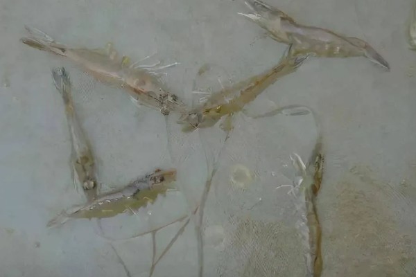 养殖对虾的条件，水体透明度达到25-30厘米