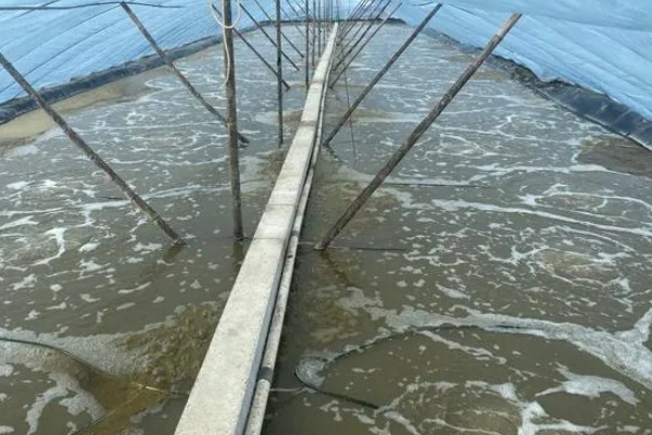 养殖对虾的条件，水体透明度达到25-30厘米