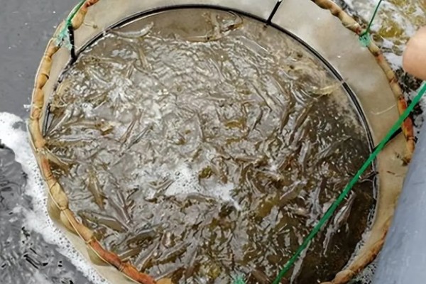 养殖对虾的条件，水体透明度达到25-30厘米