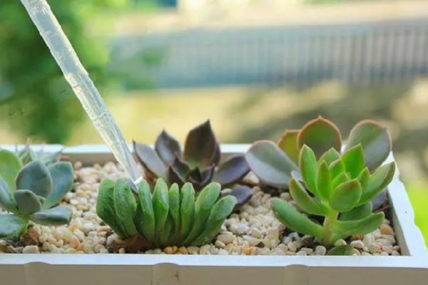 多肉植物怎么浇水，生长期每隔2-4天浇一次