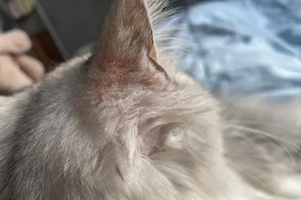 猫咪得了猫癣怎么处理,使用肤诺恩喷剂和肤安特软膏