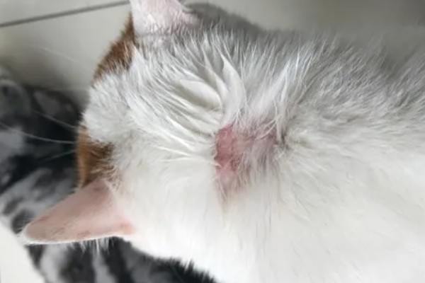 猫咪得了猫癣怎么处理,使用肤诺恩喷剂和肤安特软膏