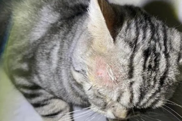 猫咪得了猫癣怎么处理,使用肤诺恩喷剂和肤安特软膏