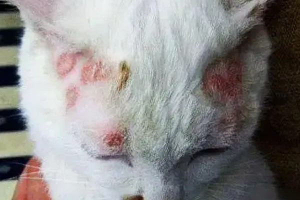 猫咪得了猫癣怎么处理,使用肤诺恩喷剂和肤安特软膏
