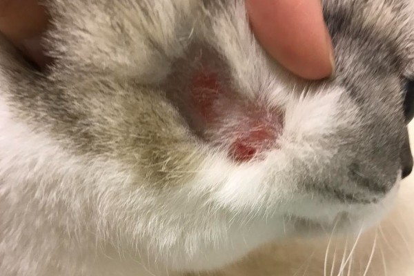 猫咪得了猫癣怎么处理,使用肤诺恩喷剂和肤安特软膏