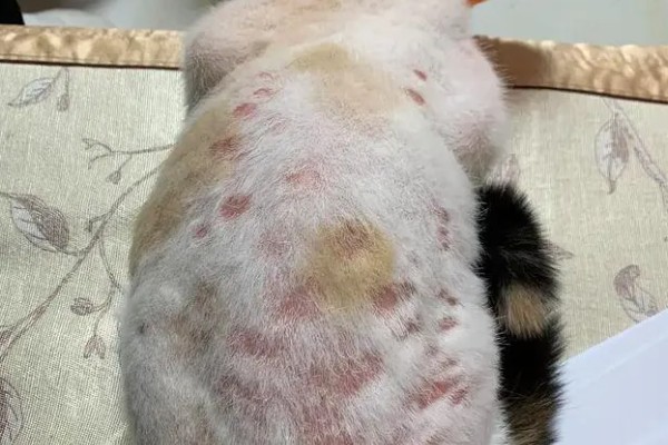 猫咪得了猫癣怎么处理,使用肤诺恩喷剂和肤安特软膏