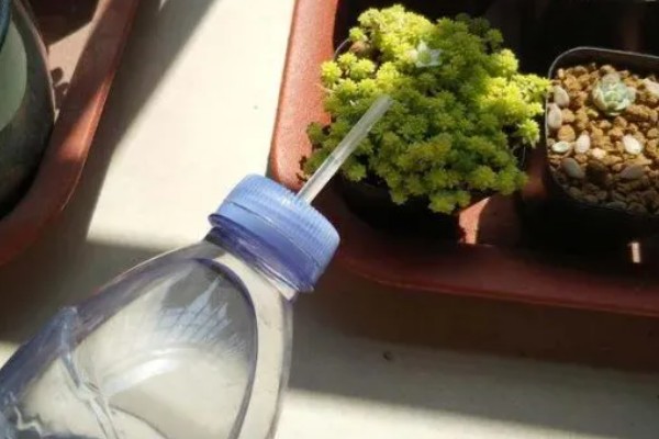 多肉植物怎么浇水，生长期每隔2-4天浇一次