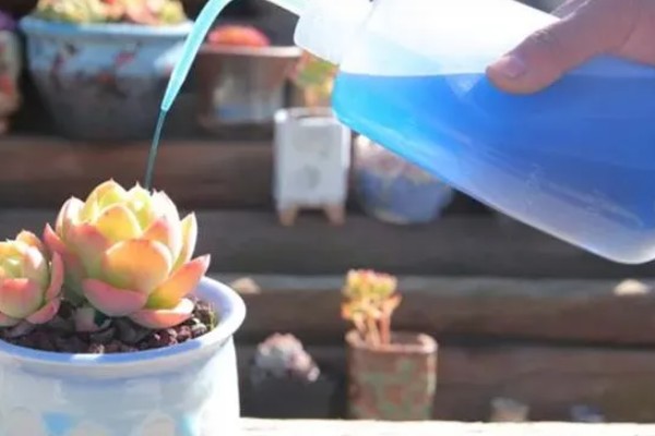 多肉植物怎么浇水，生长期每隔2-4天浇一次