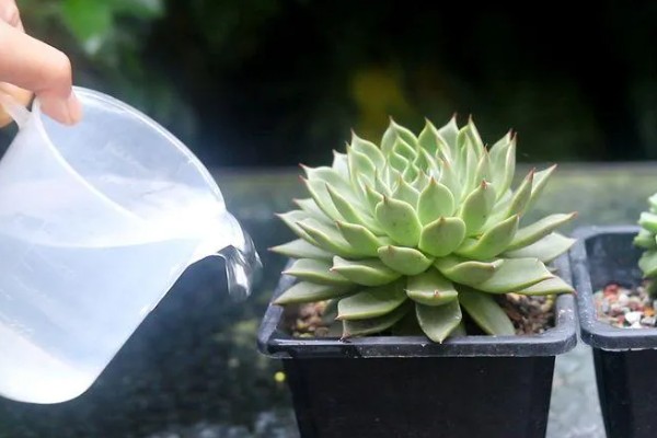 多肉植物怎么浇水，生长期每隔2-4天浇一次