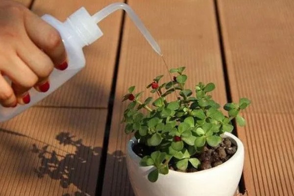 多肉植物怎么浇水，生长期每隔2-4天浇一次