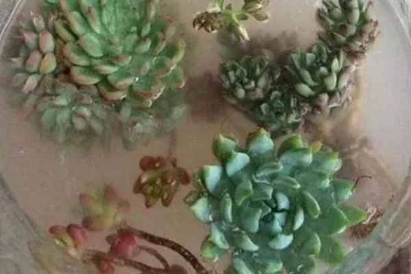 多肉植物怎么浇水，生长期每隔2-4天浇一次