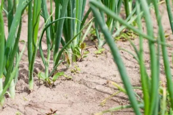 大葱什么时间种植,多于春秋两季种植