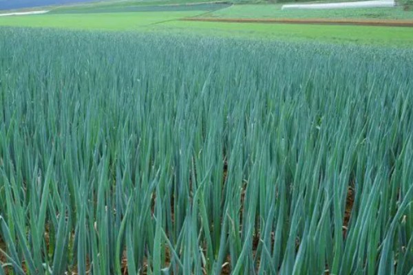 大葱什么时间种植,多于春秋两季种植