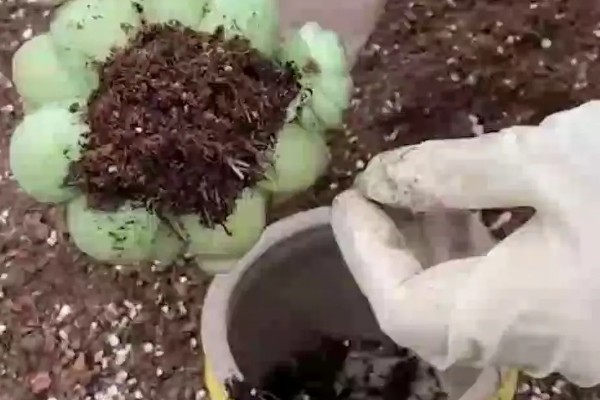 多肉植物怎么浇水，生长期每隔2-4天浇一次