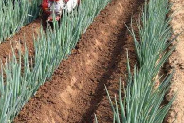 大葱什么时间种植,多于春秋两季种植