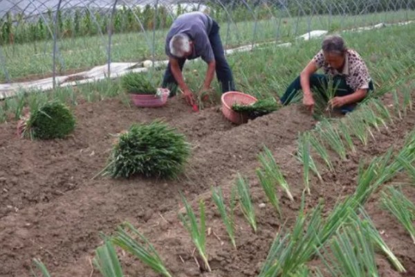 大葱什么时间种植,多于春秋两季种植