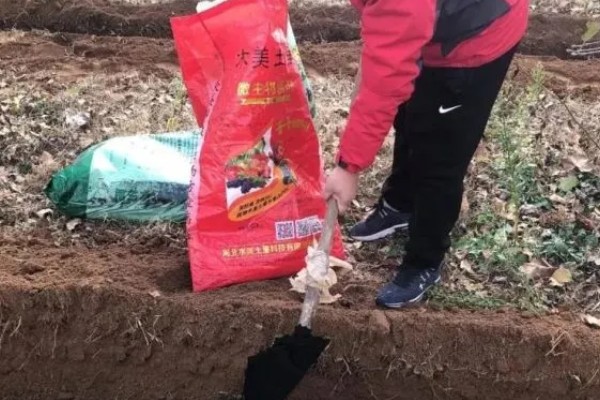 大葱什么时间种植,多于春秋两季种植