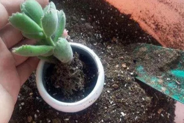 多肉植物怎么浇水，生长期每隔2-4天浇一次